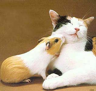 mačka a morča sa majú radi :)