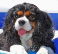 /album/fotogaleria-king-charles-spaniel/cavalier-king-charles-spaniel-00971232597021-jpg/