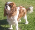/album/fotogaleria-king-charles-spaniel/cavalierkingcharlesspanieldaphne-jpg/